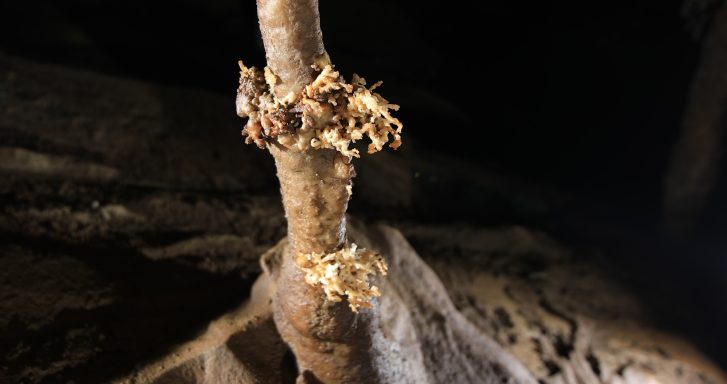 Tropfstein mit Excentrique