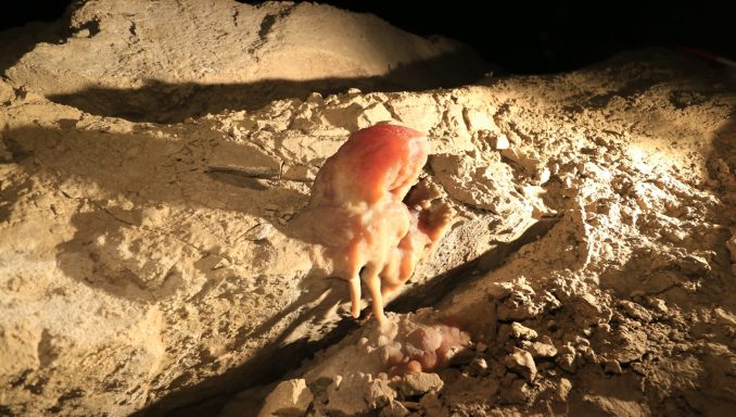 Ein außergewöhnlicher Tropfstein